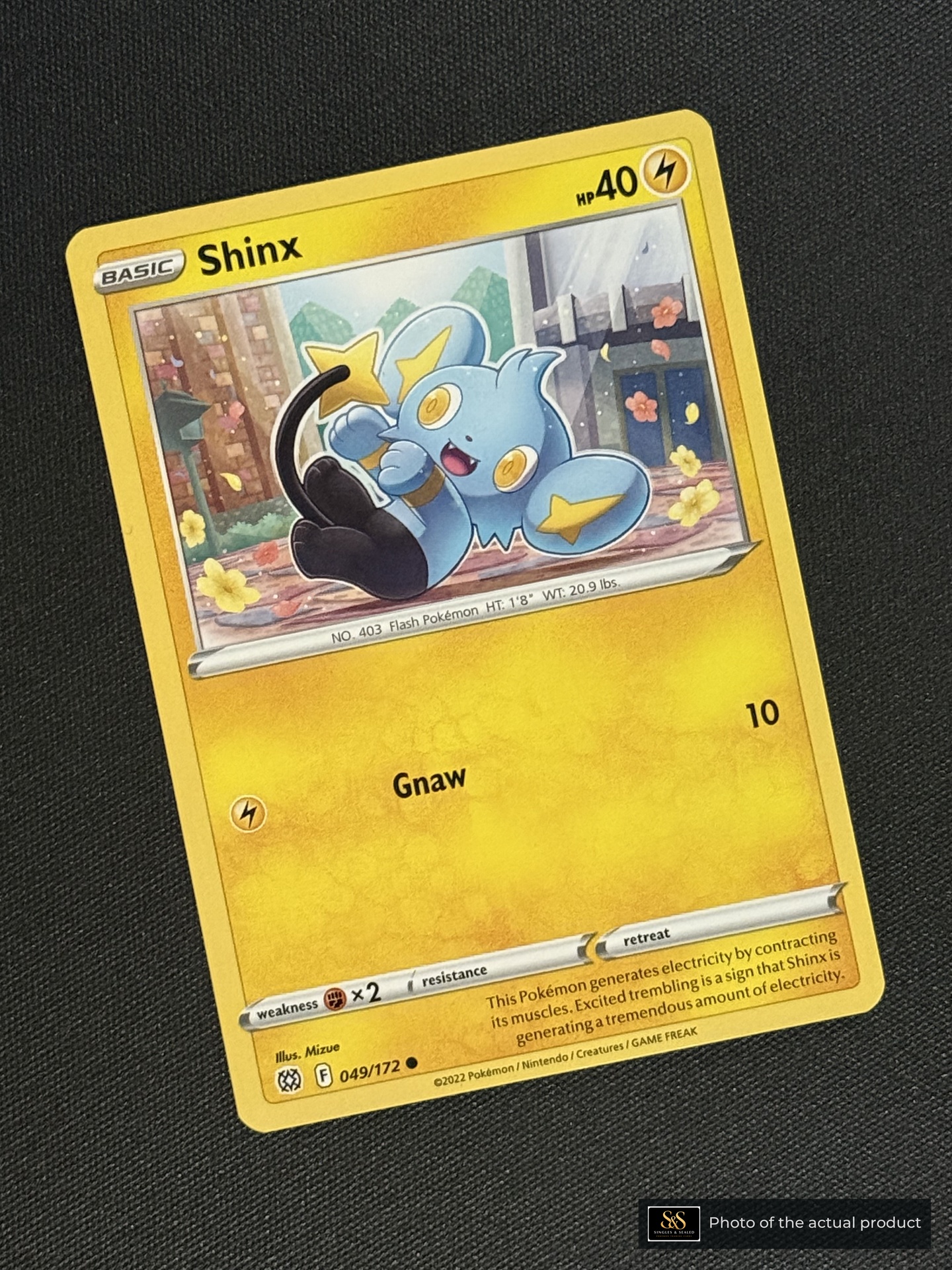 Shinx — echte voorzijde